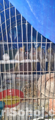 Cocatail bird